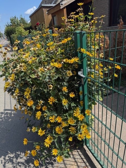 Ihr Traumhaus in Lichtenrade – Modern, komfortabel und einladend!