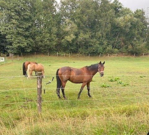 Voll erschlossenes 970 qm großes Baugrundstück für Stadtvillen oder Doppelhaushälften in beliebter Lage in Berlin-Lichtenrade