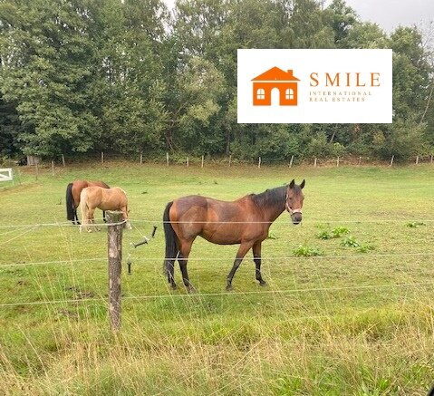Hohenwutzen: Polen! Pferde Ranch auf 120 ha nahe der deutschen Grenze 