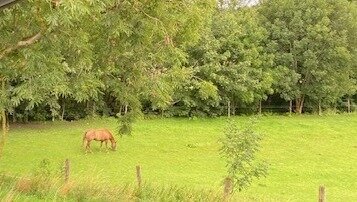 Polen! Pferde Ranch auf 120 ha nahe der deutschen Grenze