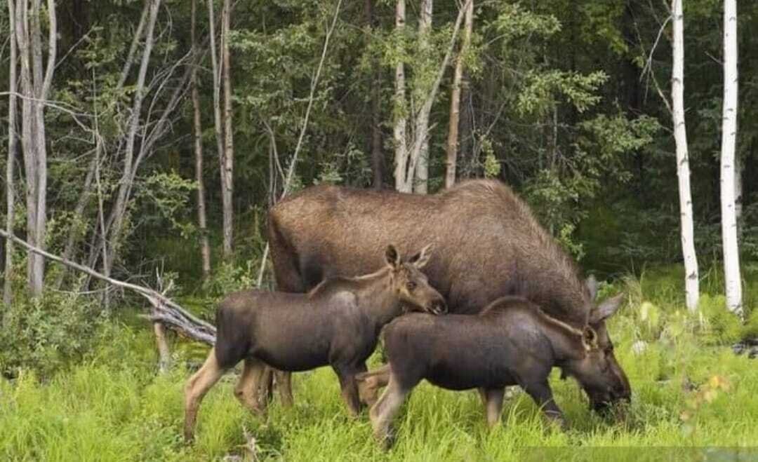 Massives Blockhaus an der Mysliborzer Seenplatte