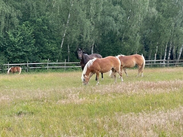 Ein Traum für Pferdefreunde: Moderner Pferdehof an der Ostsee
